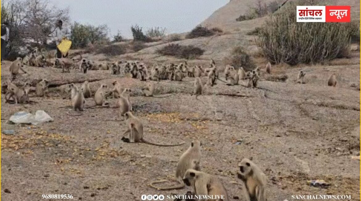 जवाई बांध की पहाडियों पर फंसे 300 से अधिक बंदर, गांव वाले चंदा जमा कर पहुंचा रहें फल-सब्जियां, किया प्रसासन की जिम्मेदारी नही ?